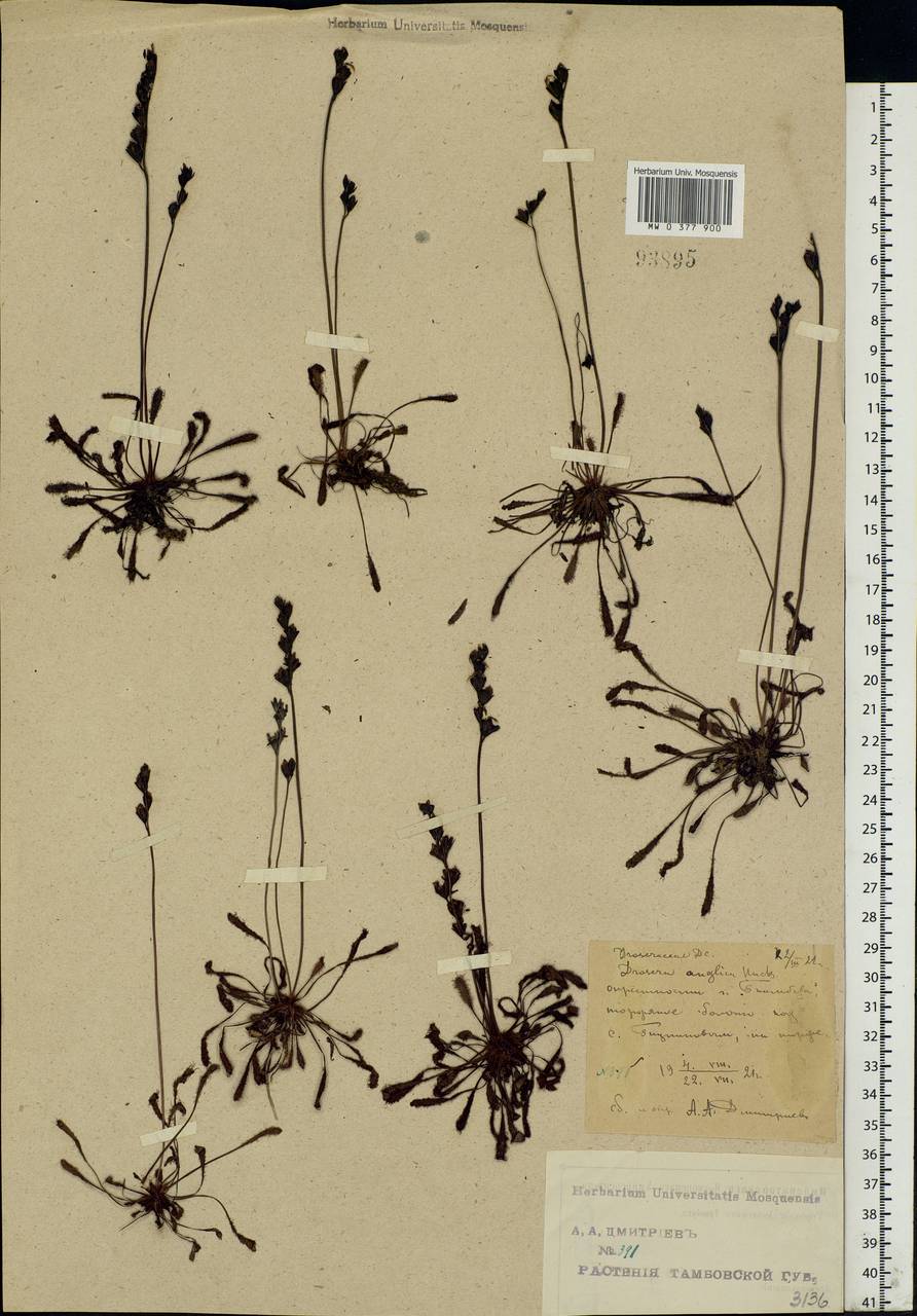 Drosera × anglica Huds., Eastern Europe, Central forest-and-steppe region (E6) (Russia)