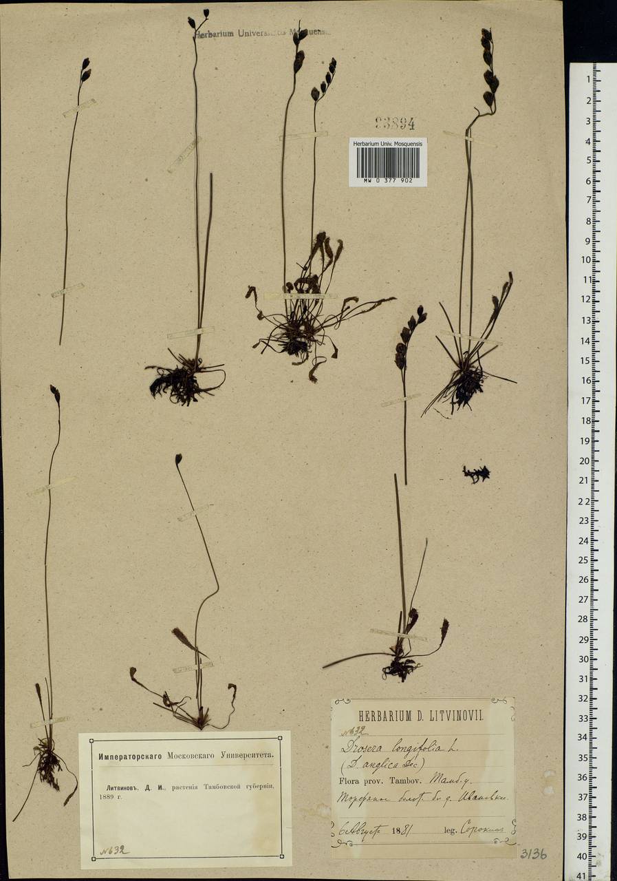 Drosera × anglica Huds., Eastern Europe, Central forest-and-steppe region (E6) (Russia)
