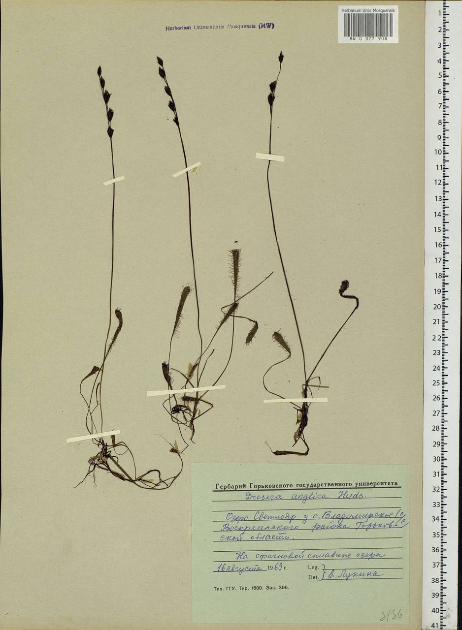 Drosera × anglica Huds., Eastern Europe, Volga-Kama region (E7) (Russia)