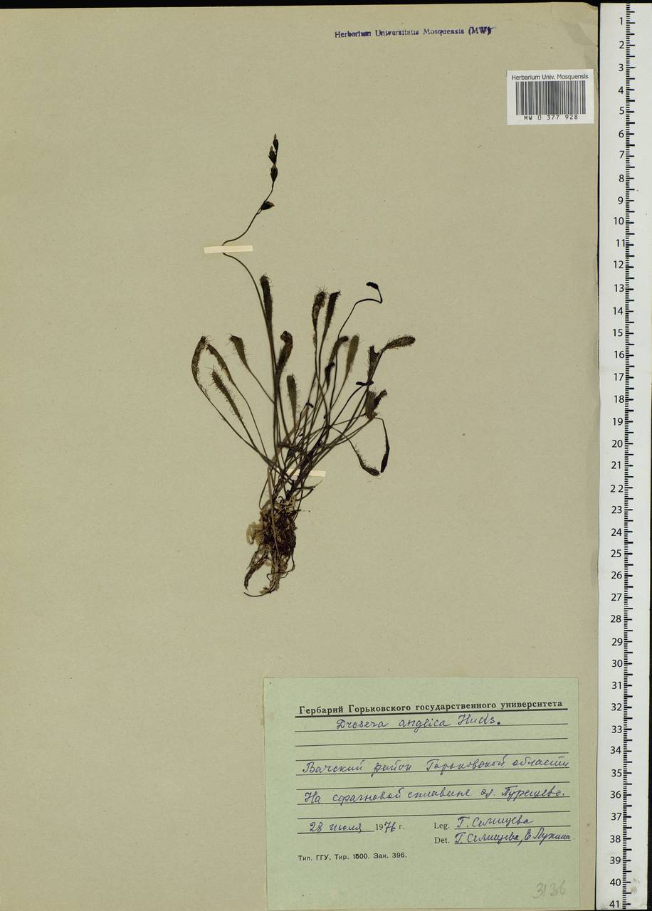 Drosera × anglica Huds., Eastern Europe, Volga-Kama region (E7) (Russia)