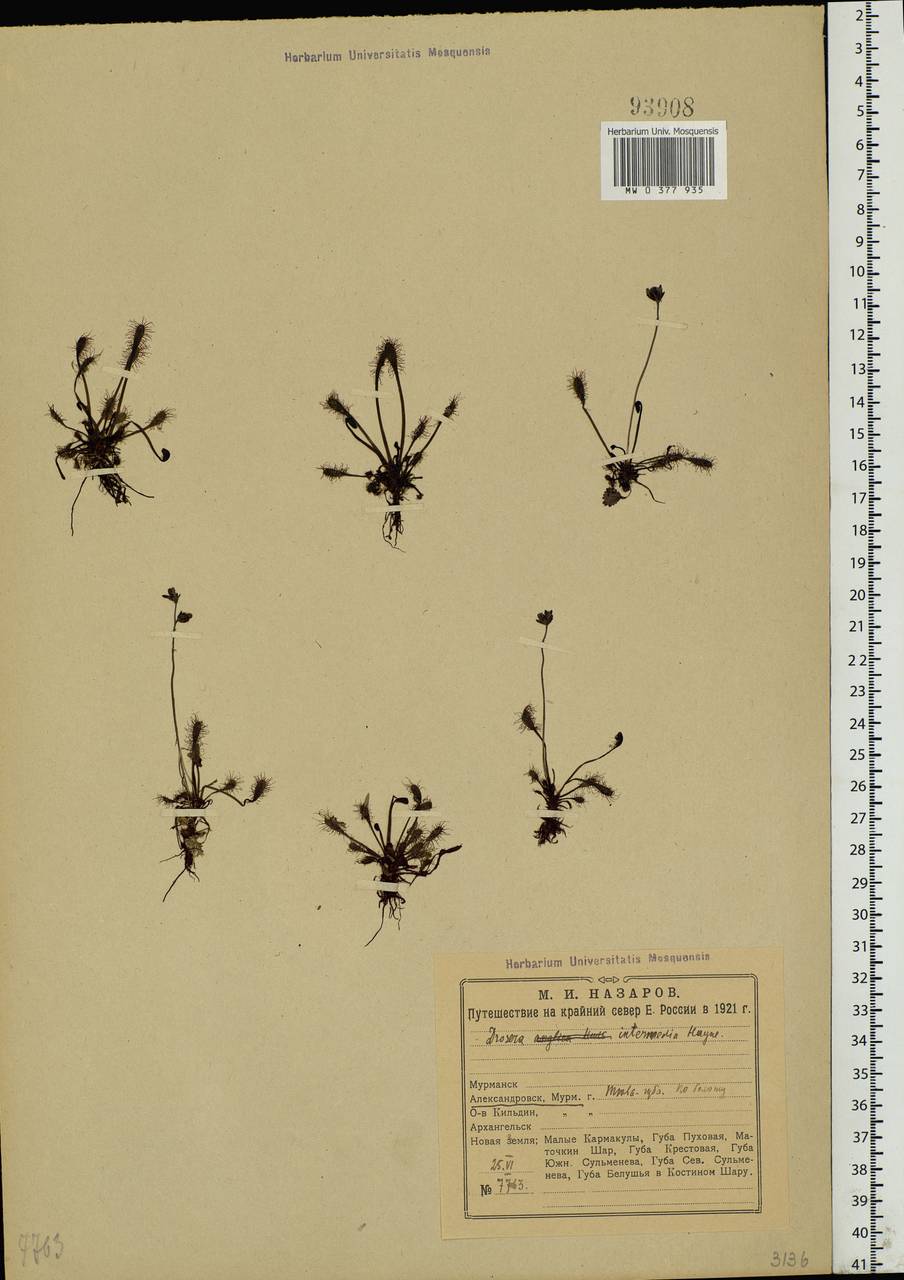 Drosera intermedia Hayne, Eastern Europe, Northern region (E1) (Russia)