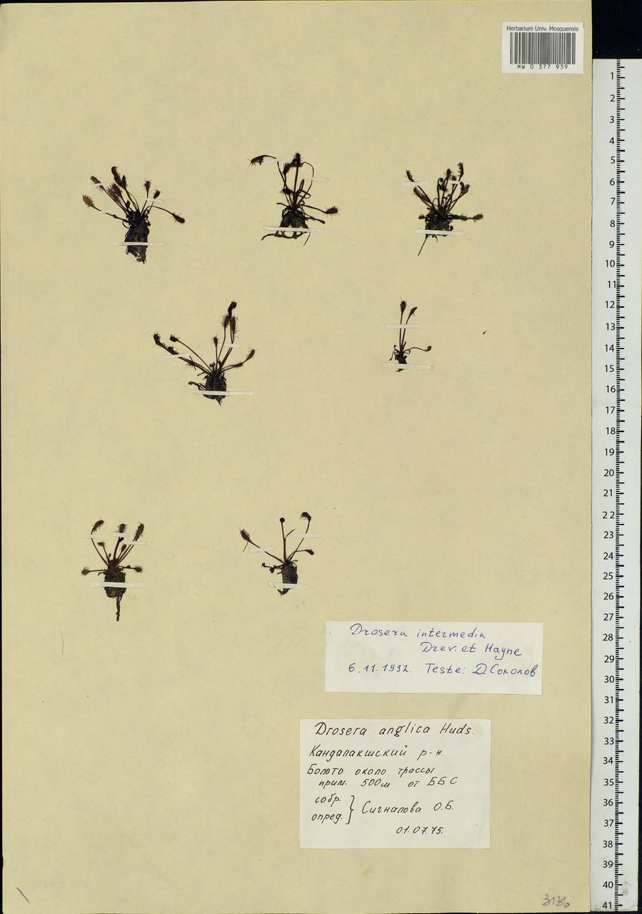 Drosera intermedia Hayne, Eastern Europe, Northern region (E1) (Russia)