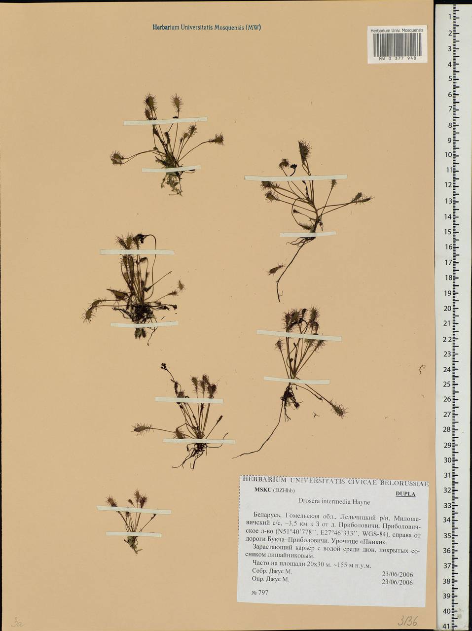 Drosera intermedia Hayne, Eastern Europe, Belarus (E3a) (Belarus)