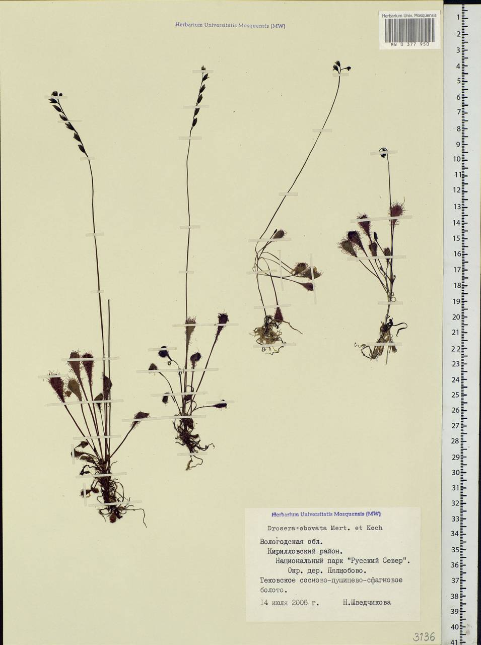 Drosera ×obovata Mert. & W. D. J. Koch, Eastern Europe, Northern region (E1) (Russia)