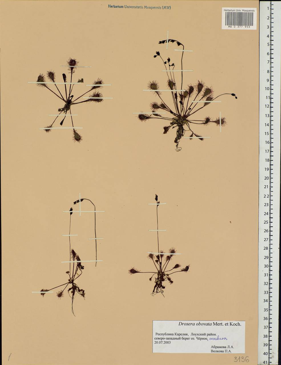 Drosera × obovata Mert. & W. D. J. Koch, Eastern Europe, Northern region (E1) (Russia)