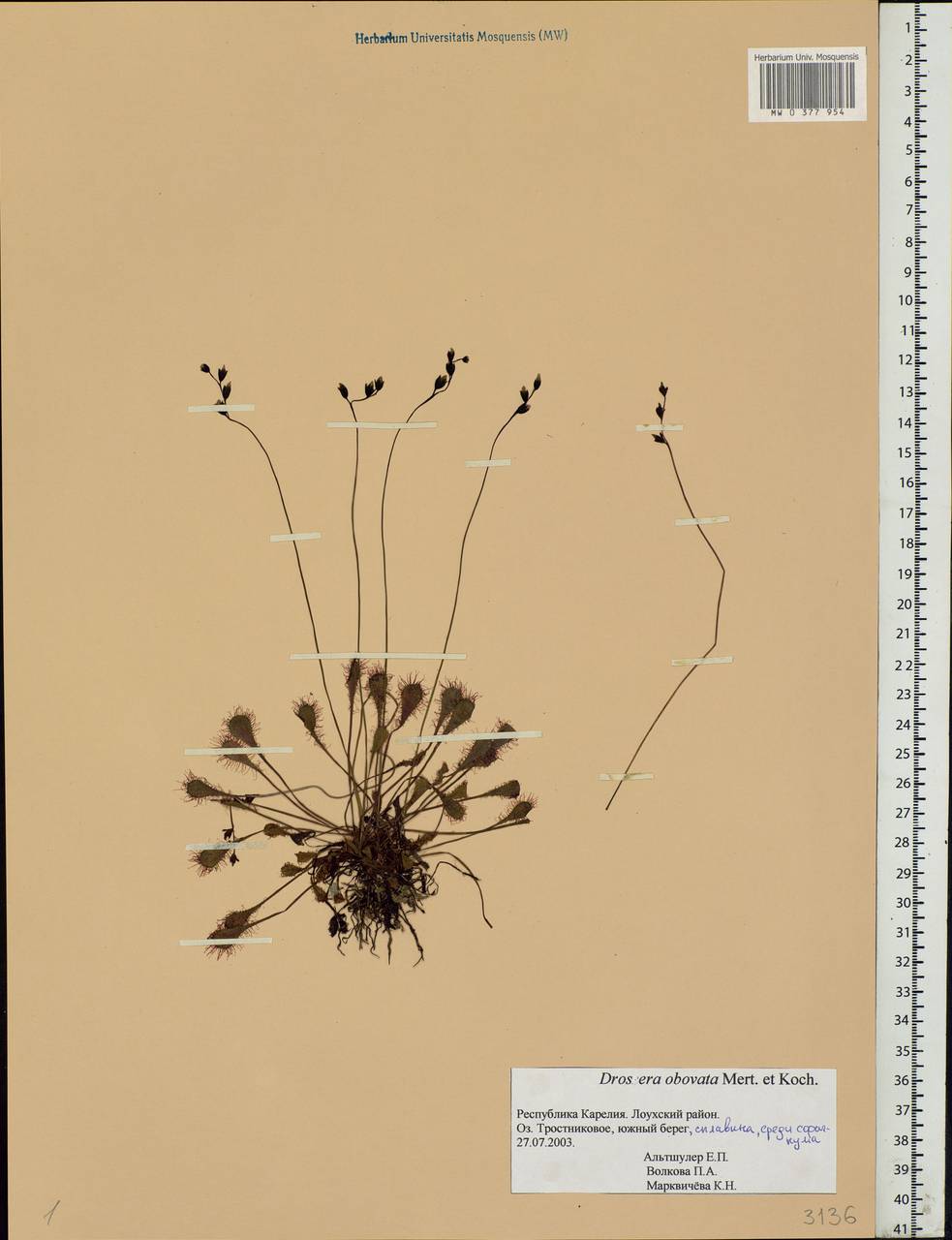 Drosera ×obovata Mert. & W. D. J. Koch, Eastern Europe, Northern region (E1) (Russia)