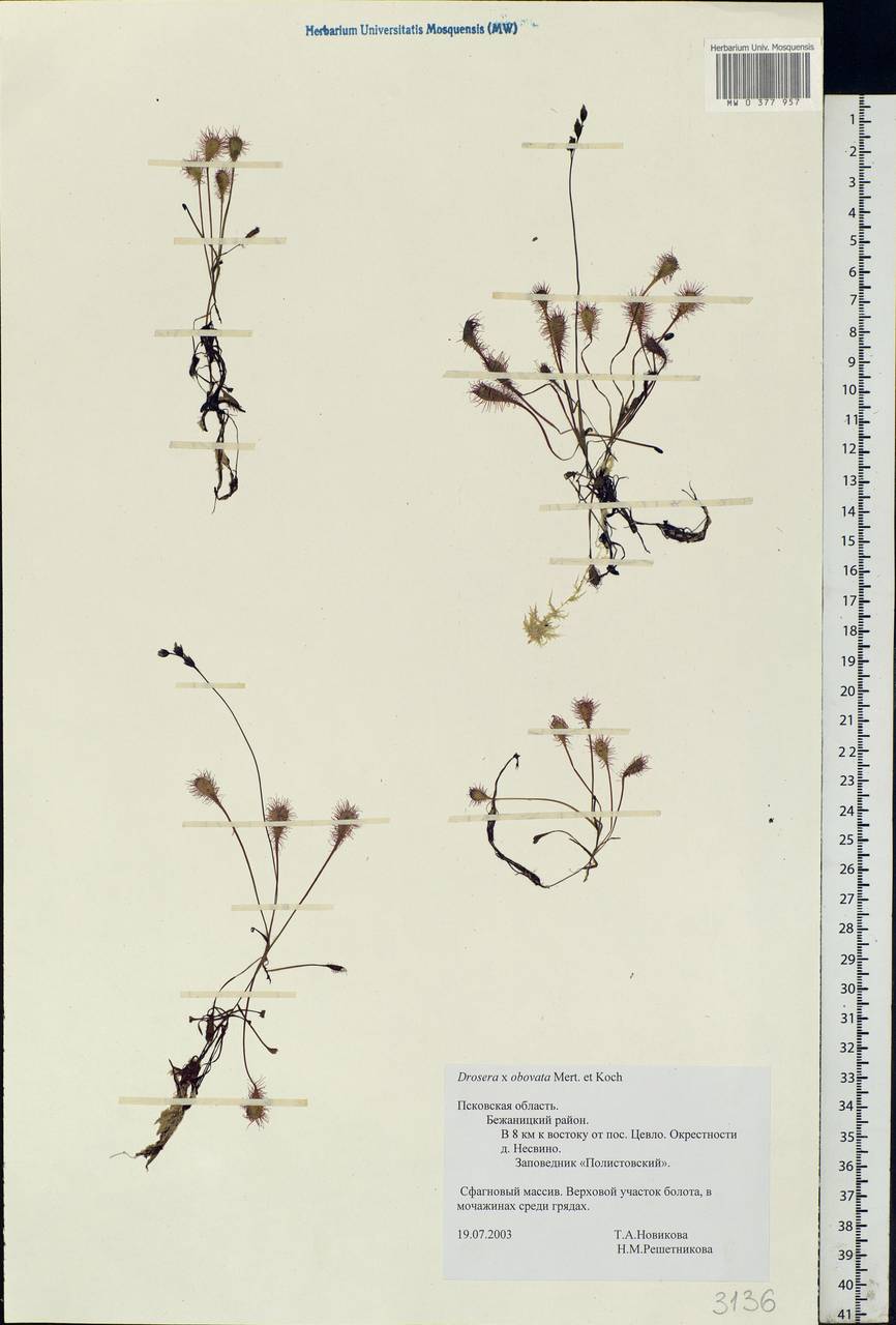 Drosera ×obovata Mert. & W. D. J. Koch, Eastern Europe, North-Western region (E2) (Russia)