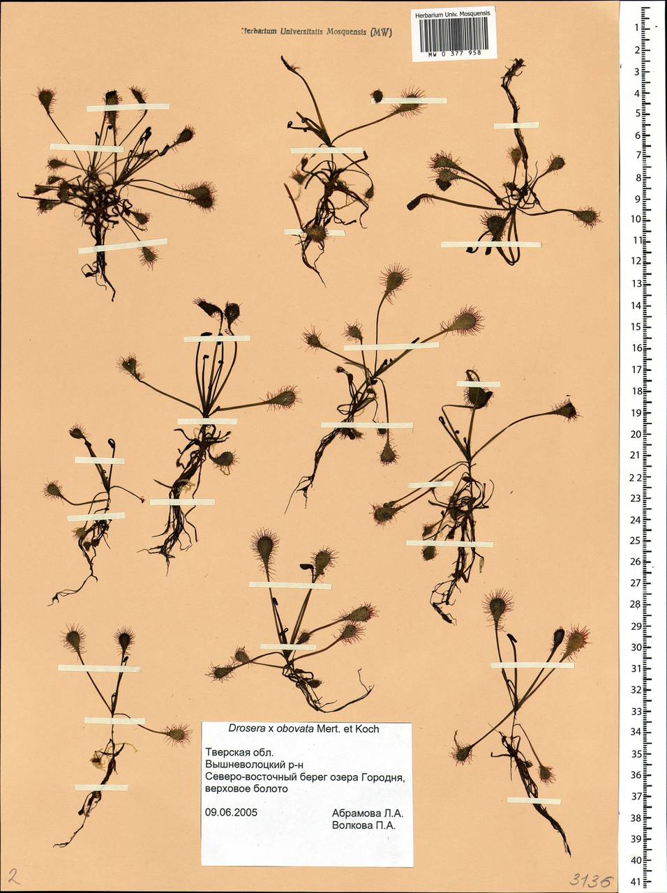 Drosera ×obovata Mert. & W. D. J. Koch, Eastern Europe, North-Western region (E2) (Russia)