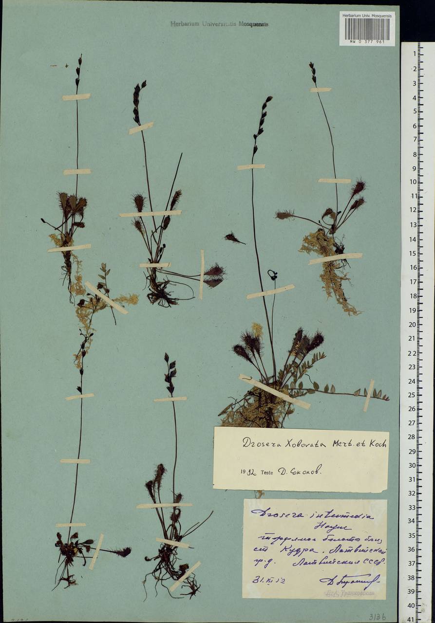 Drosera × obovata Mert. & W. D. J. Koch, Eastern Europe, Latvia (E2b) (Latvia)
