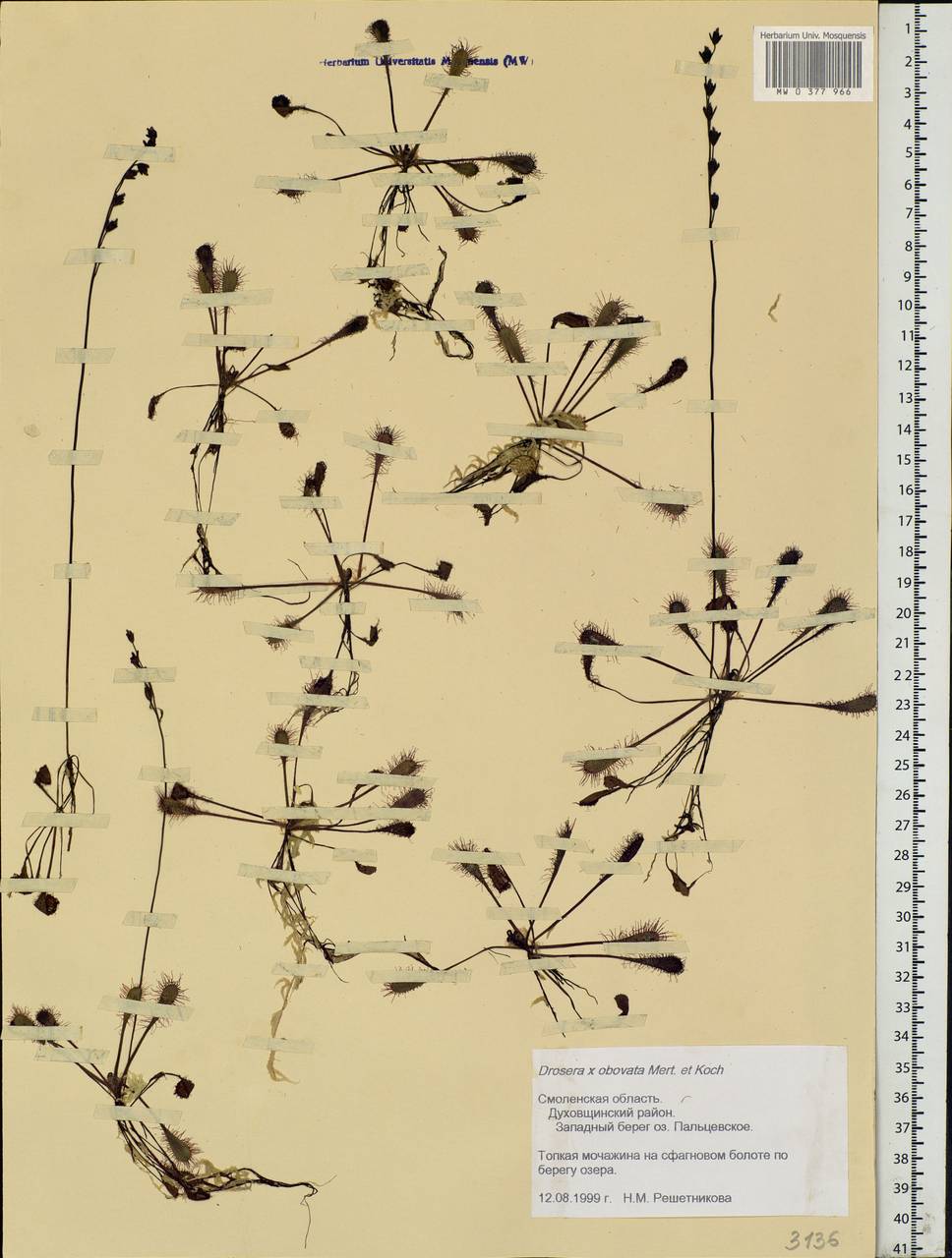 Drosera × obovata Mert. & W. D. J. Koch, Eastern Europe, Western region (E3) (Russia)