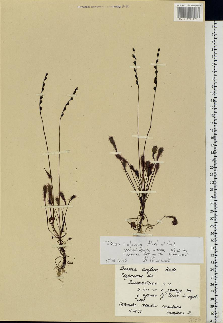 Drosera × obovata Mert. & W. D. J. Koch, Eastern Europe, Central region (E4) (Russia)