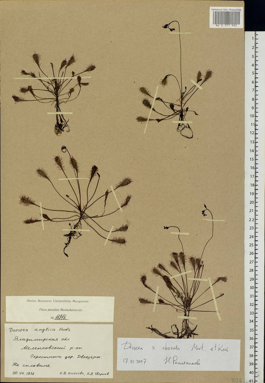 Drosera × obovata Mert. & W. D. J. Koch, Eastern Europe, Central region (E4) (Russia)