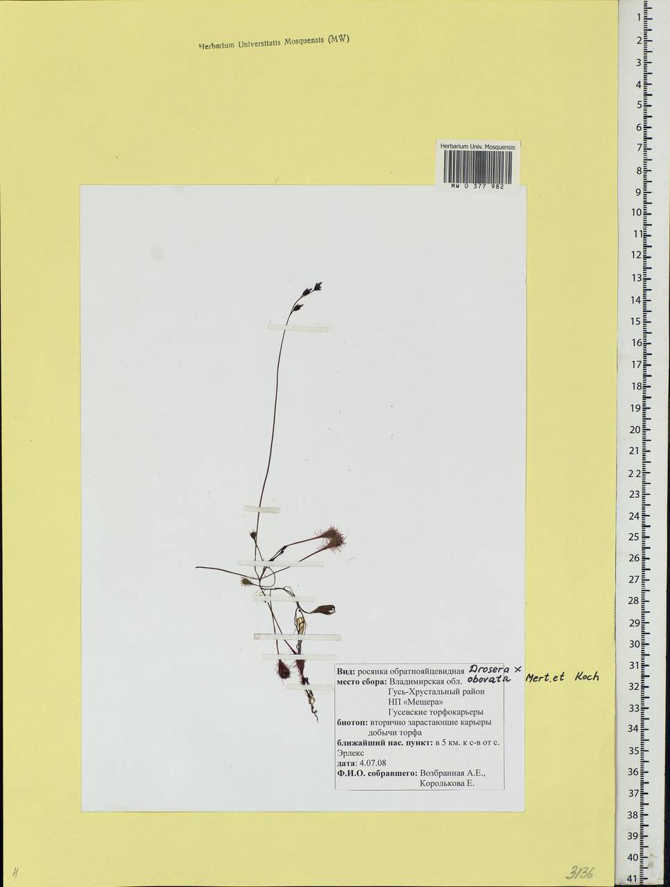 Drosera × obovata Mert. & W. D. J. Koch, Eastern Europe, Central region (E4) (Russia)