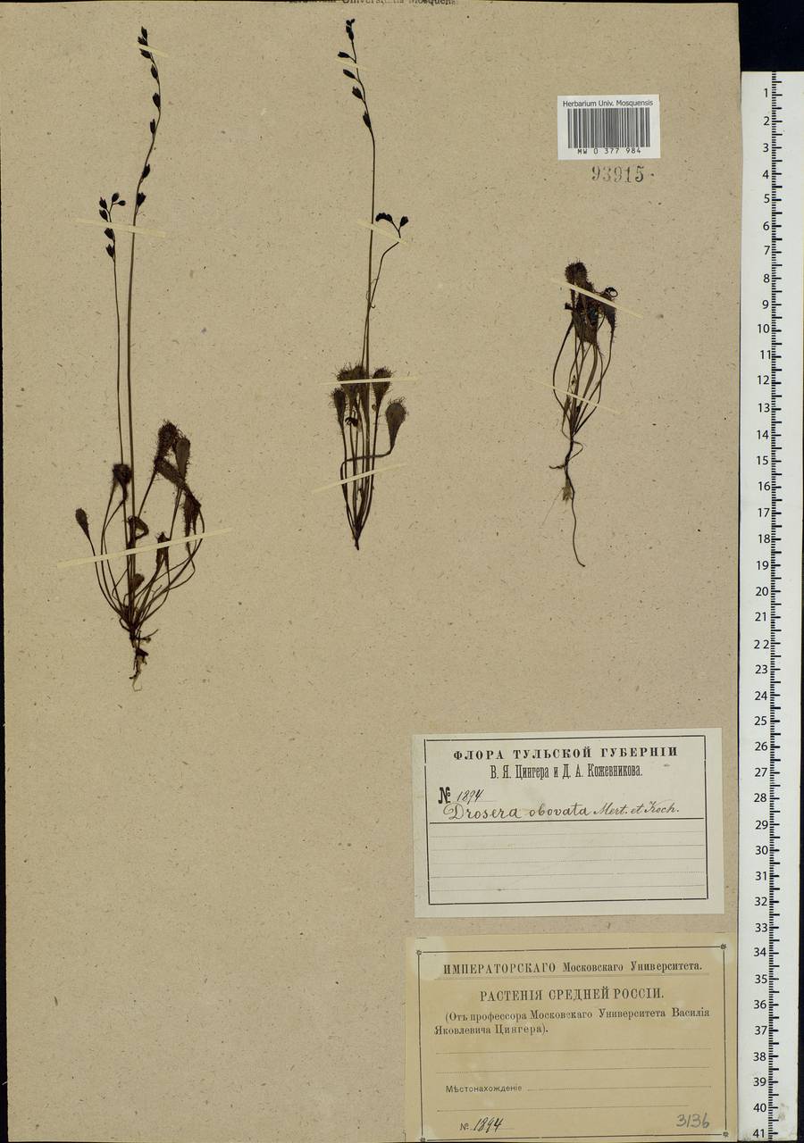 Drosera × obovata Mert. & W. D. J. Koch, Eastern Europe, Central region (E4) (Russia)