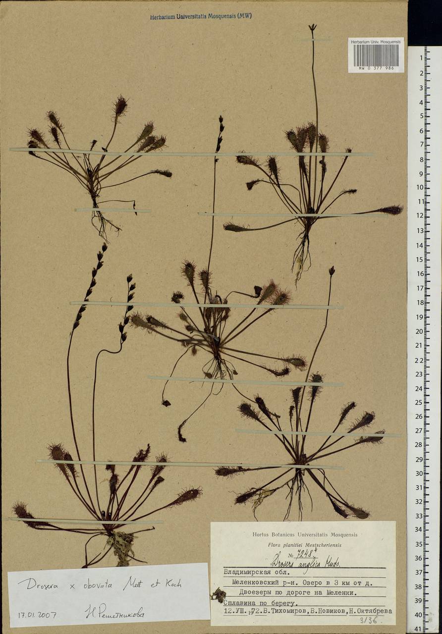 Drosera ×obovata Mert. & W. D. J. Koch, Eastern Europe, Central region (E4) (Russia)