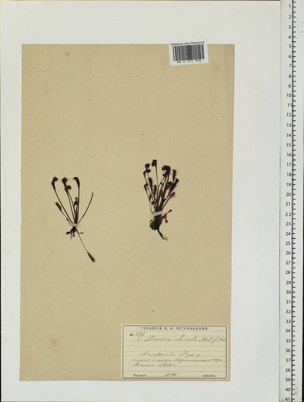 Drosera × obovata Mert. & W. D. J. Koch, Eastern Europe, Moscow region (E4a) (Russia)