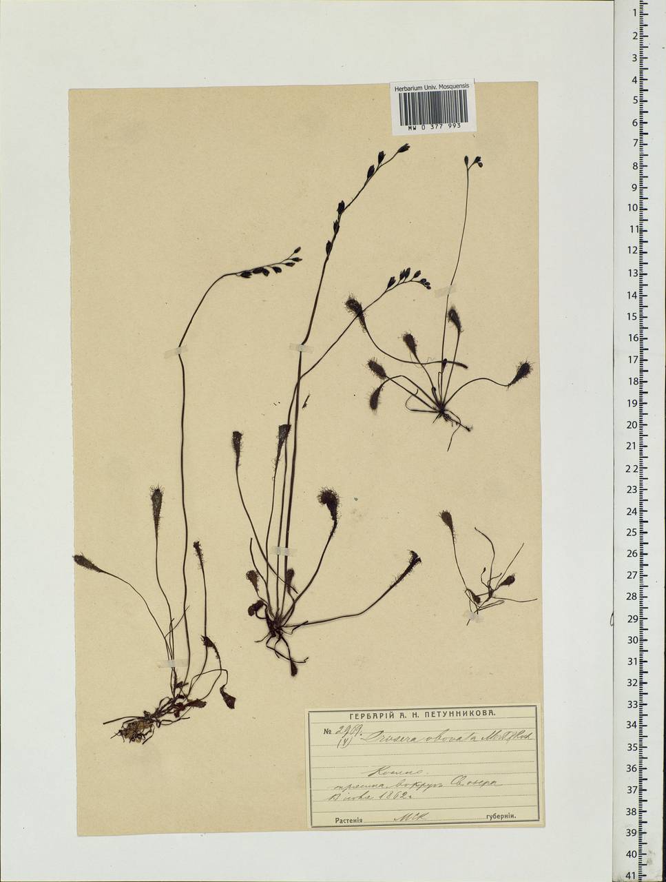 Drosera × obovata Mert. & W. D. J. Koch, Eastern Europe, Moscow region (E4a) (Russia)