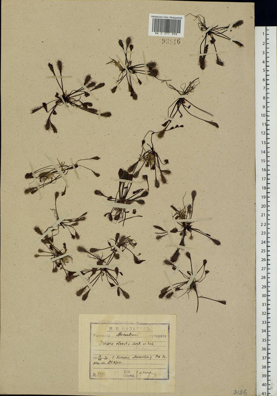 Drosera × obovata Mert. & W. D. J. Koch, Eastern Europe, Moscow region (E4a) (Russia)