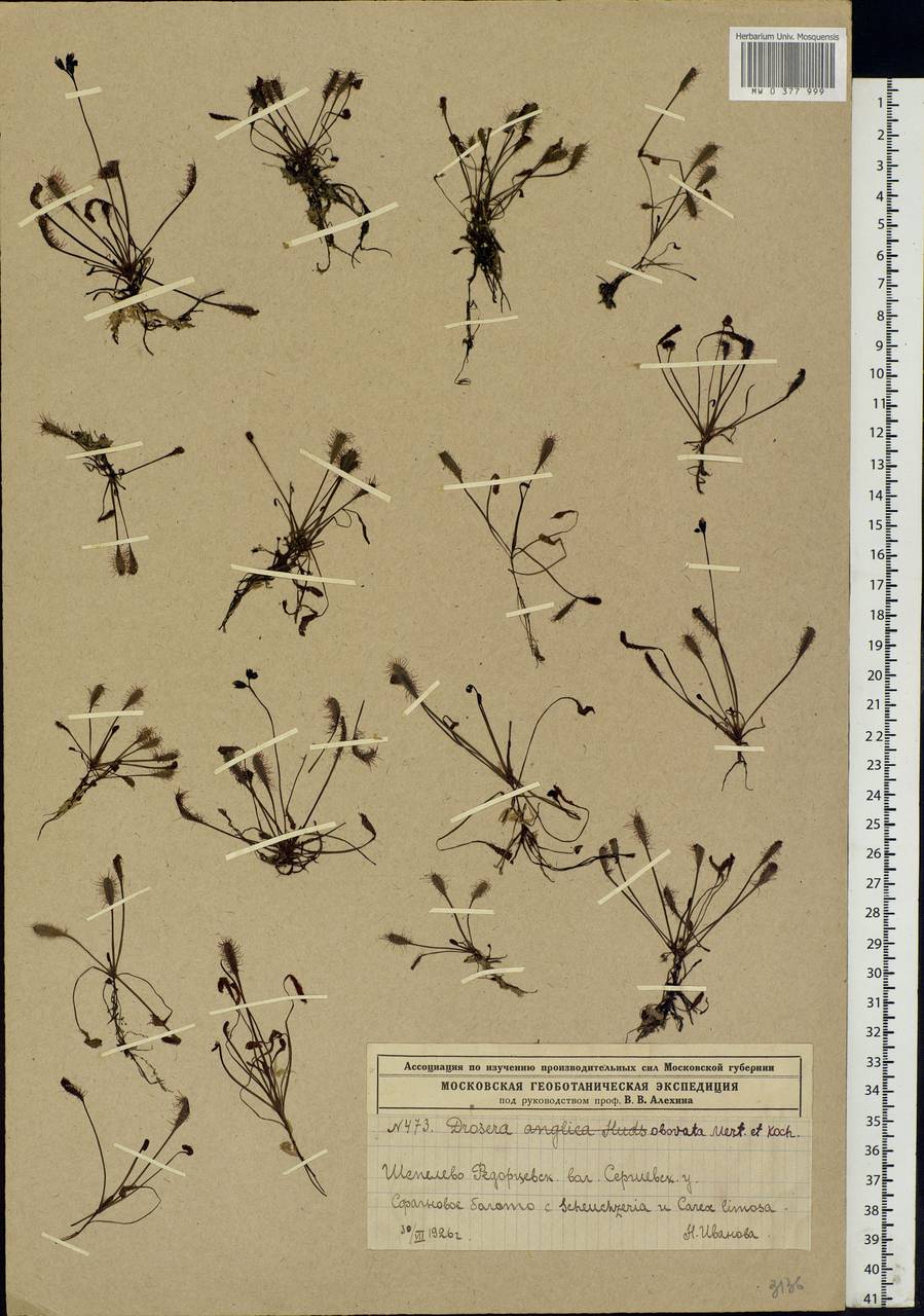 Drosera × obovata Mert. & W. D. J. Koch, Eastern Europe, Moscow region (E4a) (Russia)