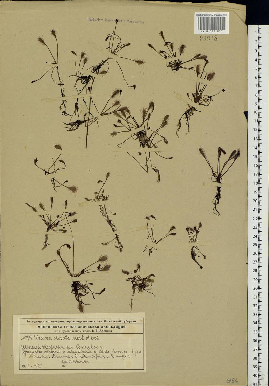 Drosera × obovata Mert. & W. D. J. Koch, Eastern Europe, Moscow region (E4a) (Russia)