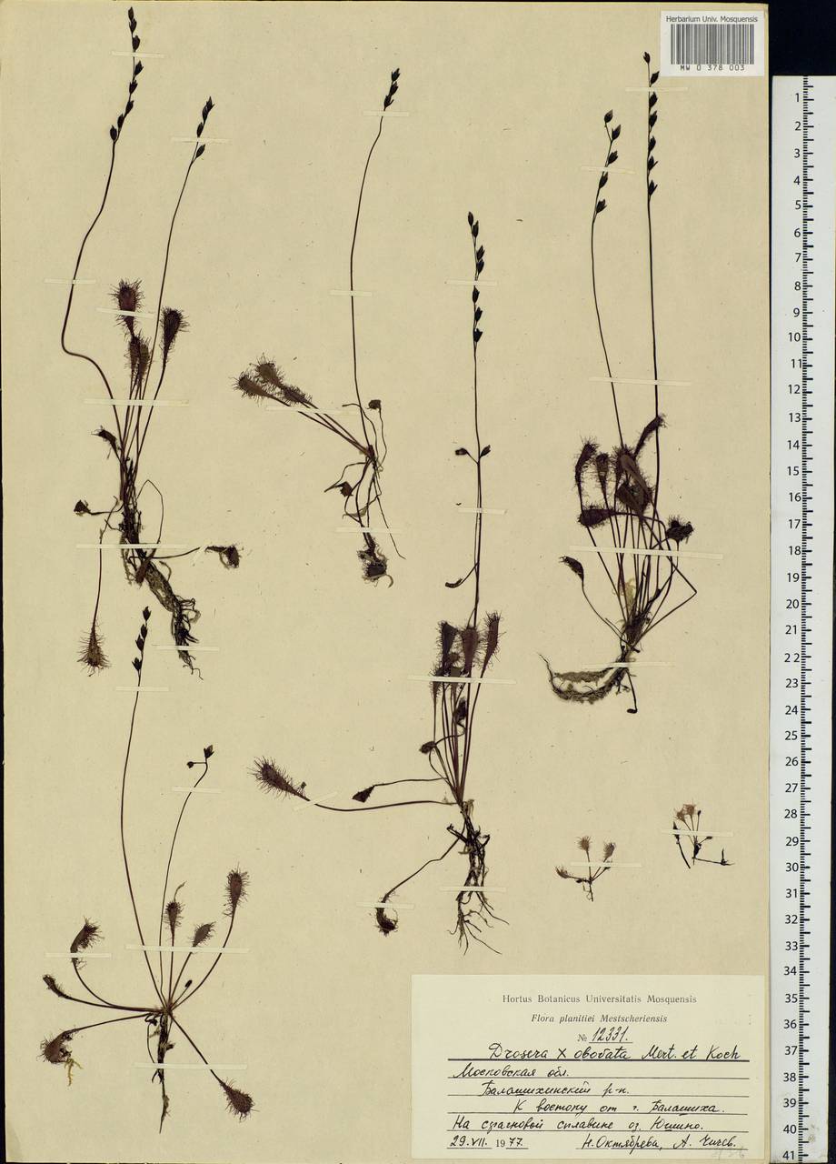 Drosera × obovata Mert. & W. D. J. Koch, Eastern Europe, Moscow region (E4a) (Russia)