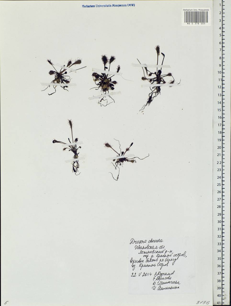Drosera ×obovata Mert. & W. D. J. Koch, Eastern Europe, Central forest region (E5) (Russia)
