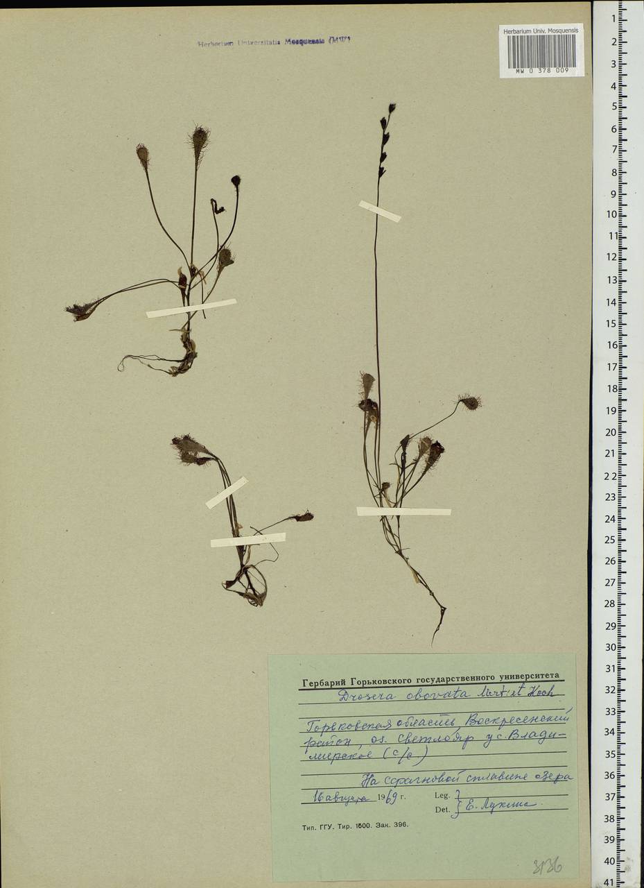Drosera × obovata Mert. & W. D. J. Koch, Eastern Europe, Volga-Kama region (E7) (Russia)