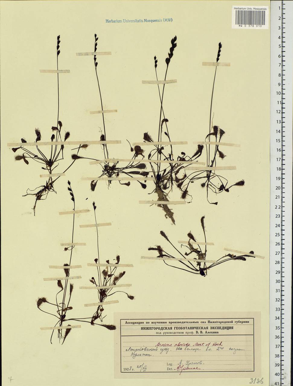 Drosera × obovata Mert. & W. D. J. Koch, Eastern Europe, Volga-Kama region (E7) (Russia)