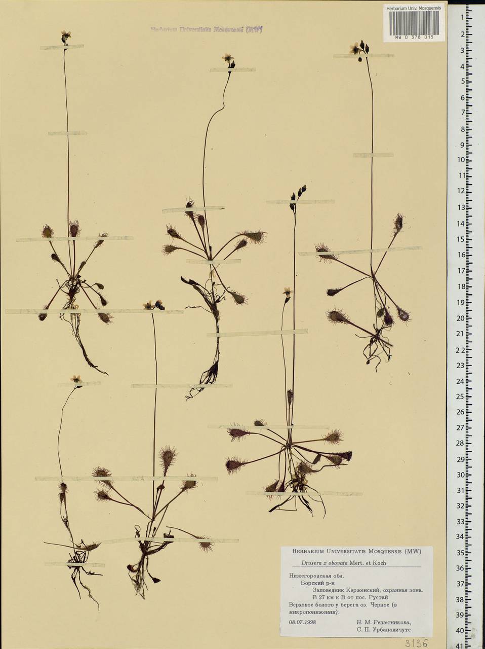Drosera ×obovata Mert. & W. D. J. Koch, Eastern Europe, Volga-Kama region (E7) (Russia)