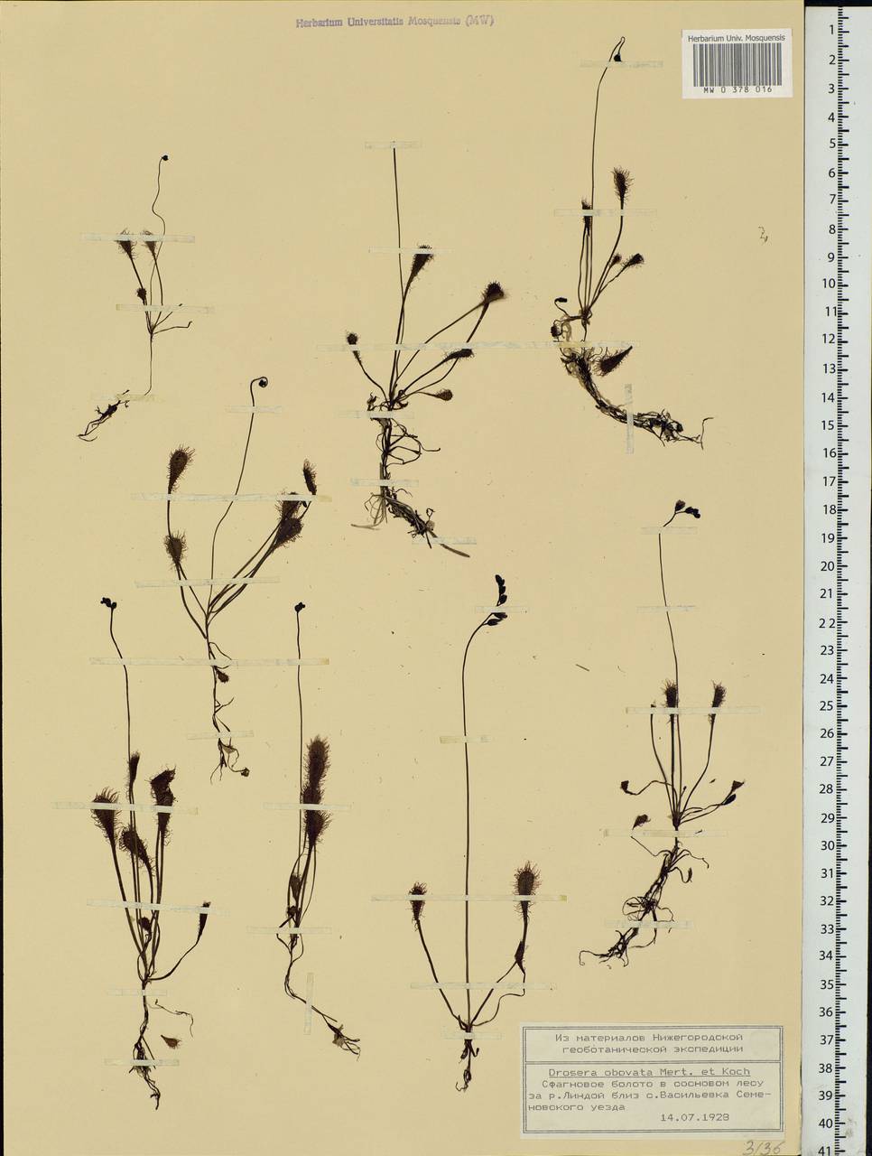 Drosera × obovata Mert. & W. D. J. Koch, Eastern Europe, Volga-Kama region (E7) (Russia)