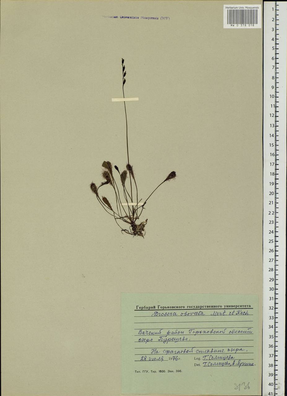 Drosera ×obovata Mert. & W. D. J. Koch, Eastern Europe, Volga-Kama region (E7) (Russia)