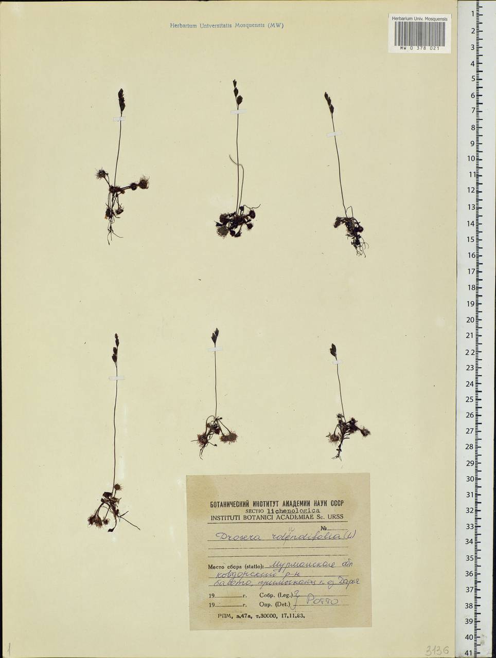 Drosera rotundifolia L., Eastern Europe, Northern region (E1) (Russia)