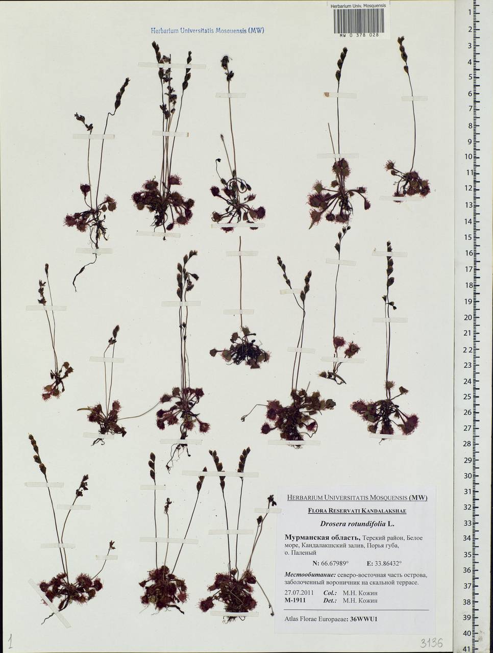 Drosera rotundifolia L., Eastern Europe, Northern region (E1) (Russia)