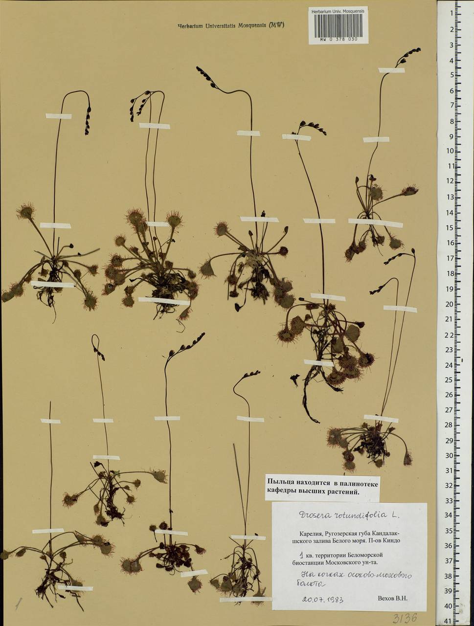 Drosera rotundifolia L., Eastern Europe, Northern region (E1) (Russia)