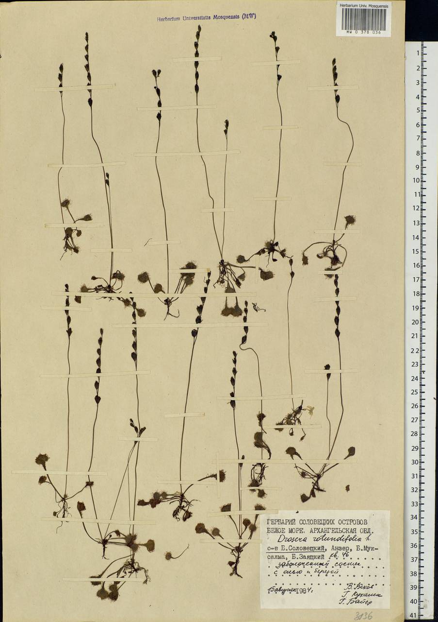 Drosera rotundifolia L., Eastern Europe, Northern region (E1) (Russia)