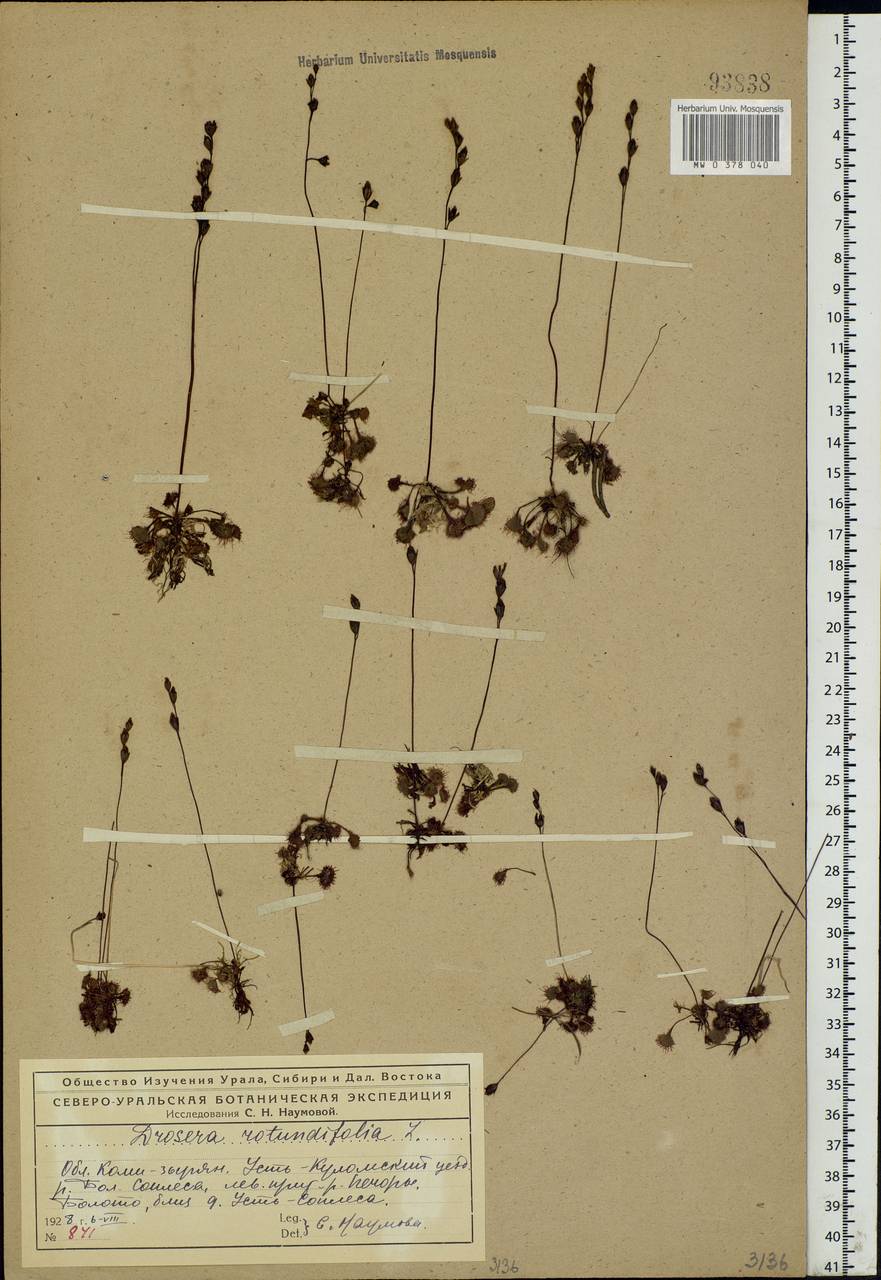 Drosera rotundifolia L., Eastern Europe, Northern region (E1) (Russia)