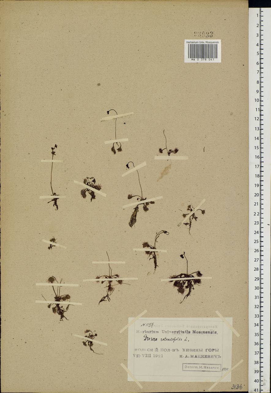 Drosera rotundifolia L., Eastern Europe, Northern region (E1) (Russia)