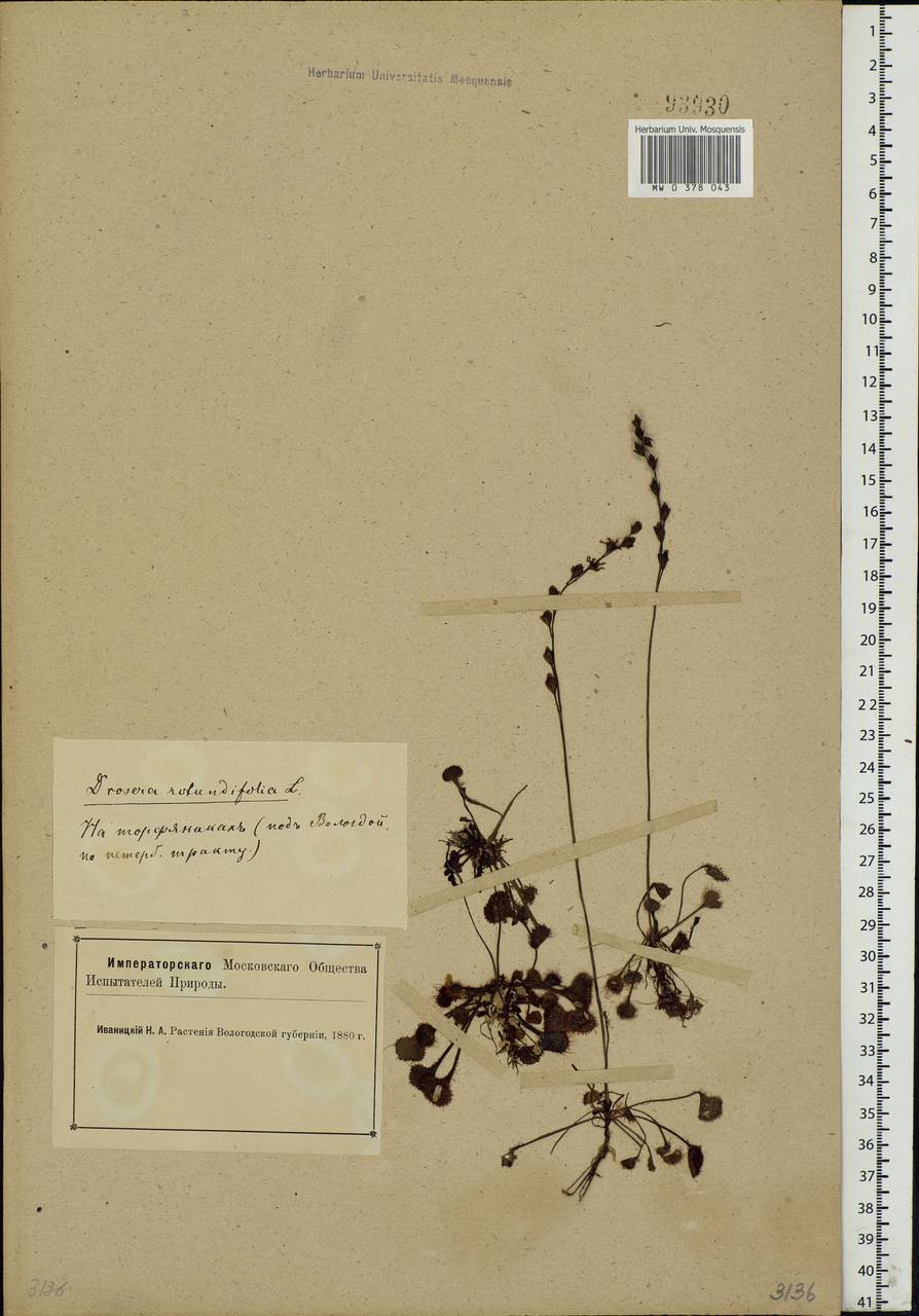 Drosera rotundifolia L., Eastern Europe, Northern region (E1) (Russia)