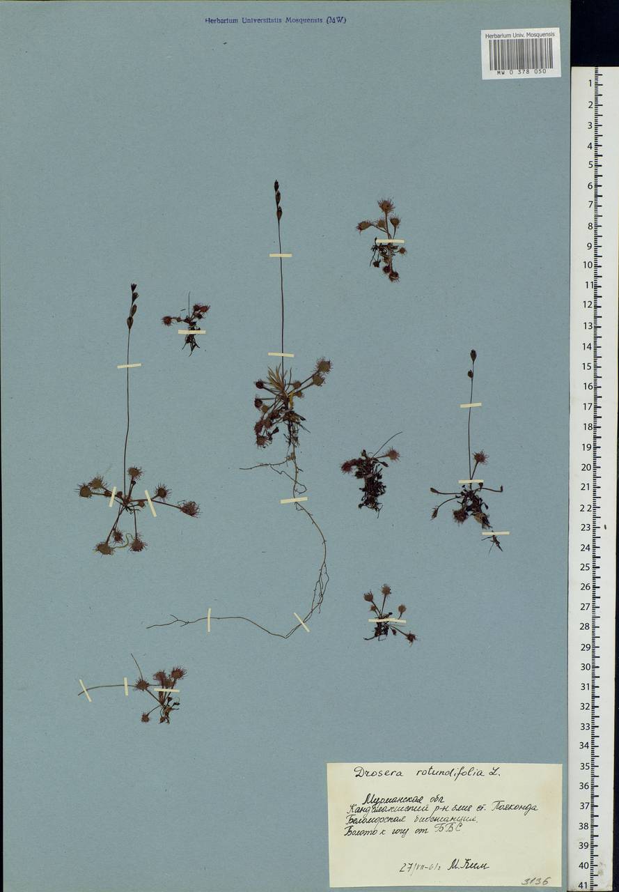 Drosera rotundifolia L., Eastern Europe, Northern region (E1) (Russia)