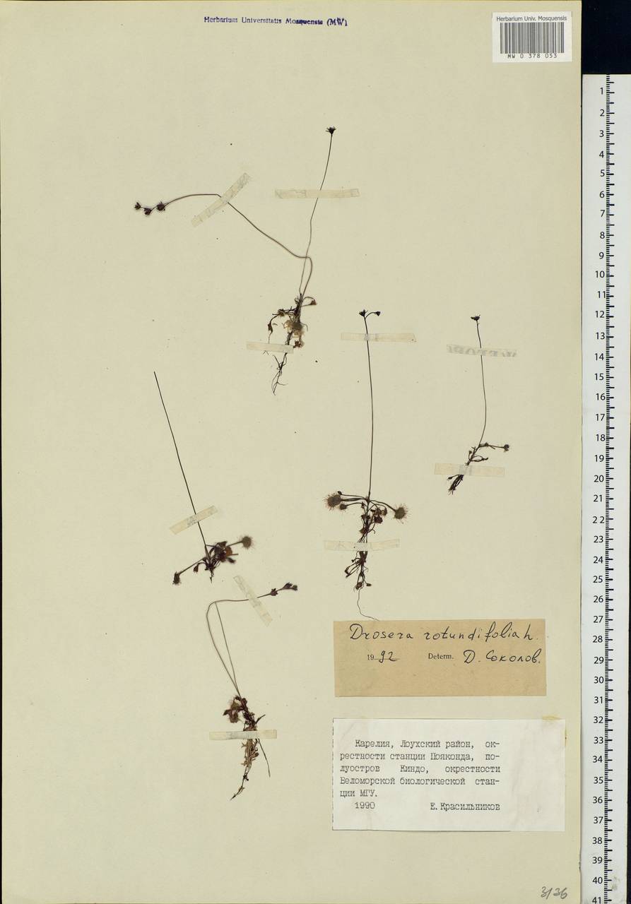 Drosera rotundifolia L., Eastern Europe, Northern region (E1) (Russia)