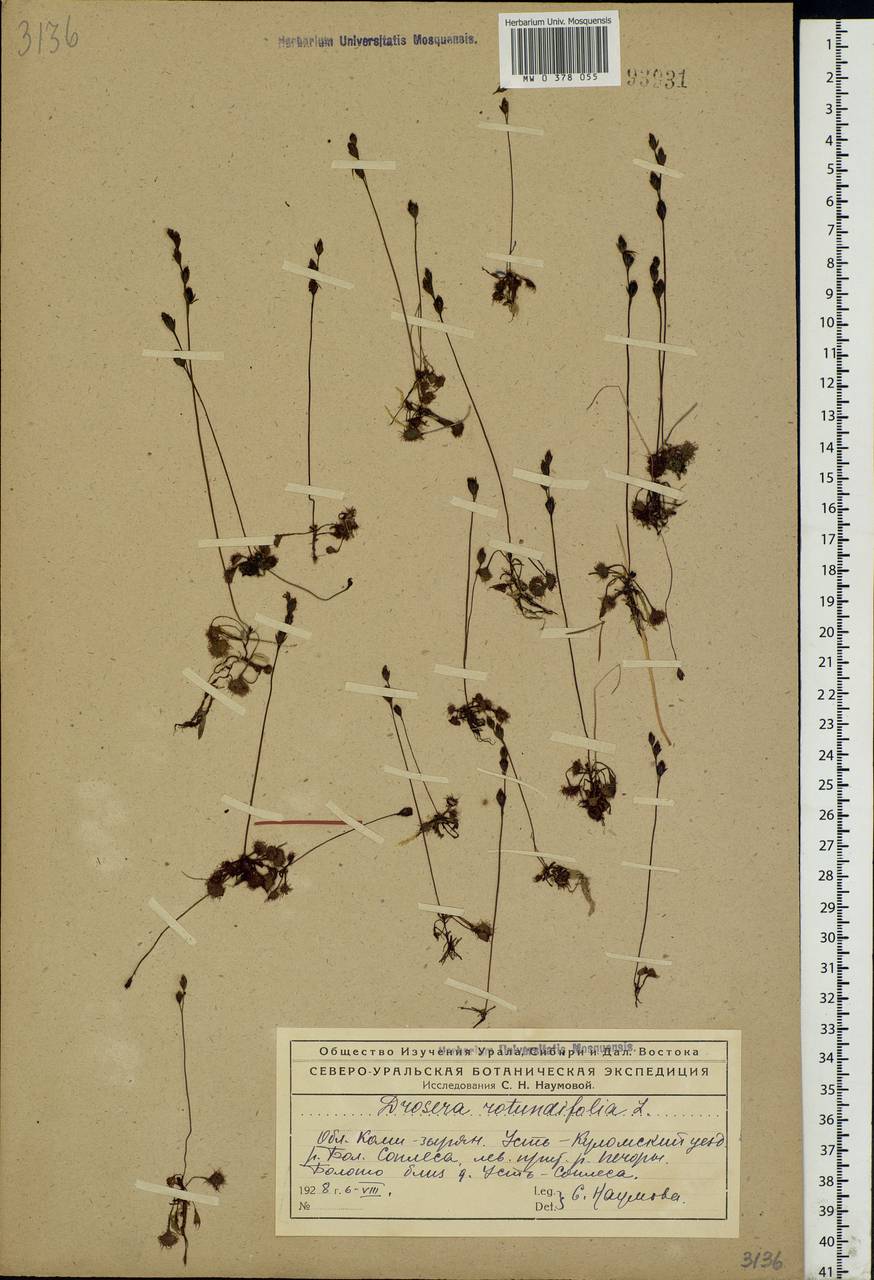 Drosera rotundifolia L., Eastern Europe, Northern region (E1) (Russia)