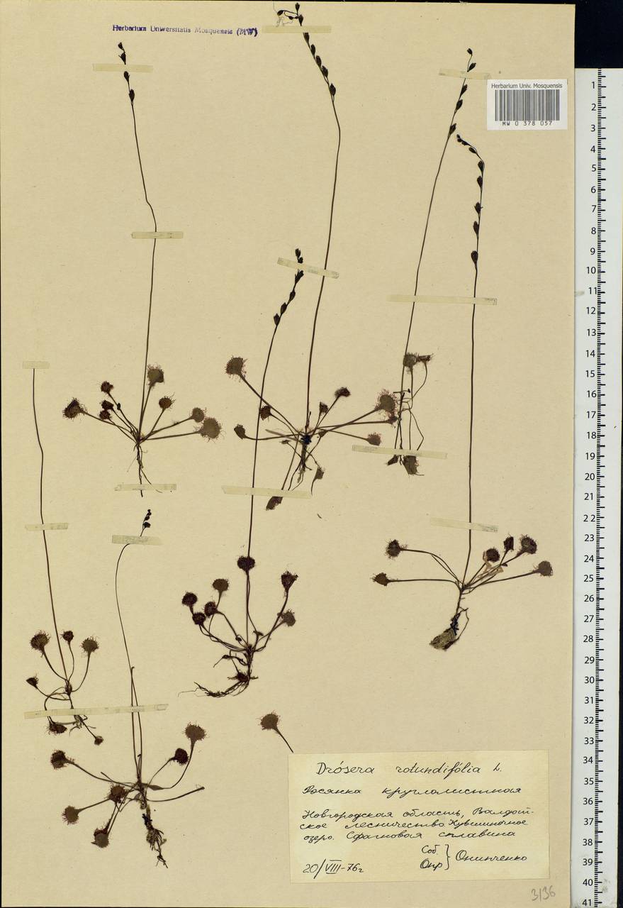 Drosera rotundifolia L., Eastern Europe, North-Western region (E2) (Russia)