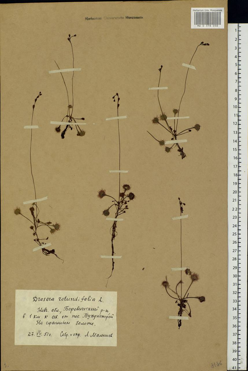 Drosera rotundifolia L., Eastern Europe, North-Western region (E2) (Russia)