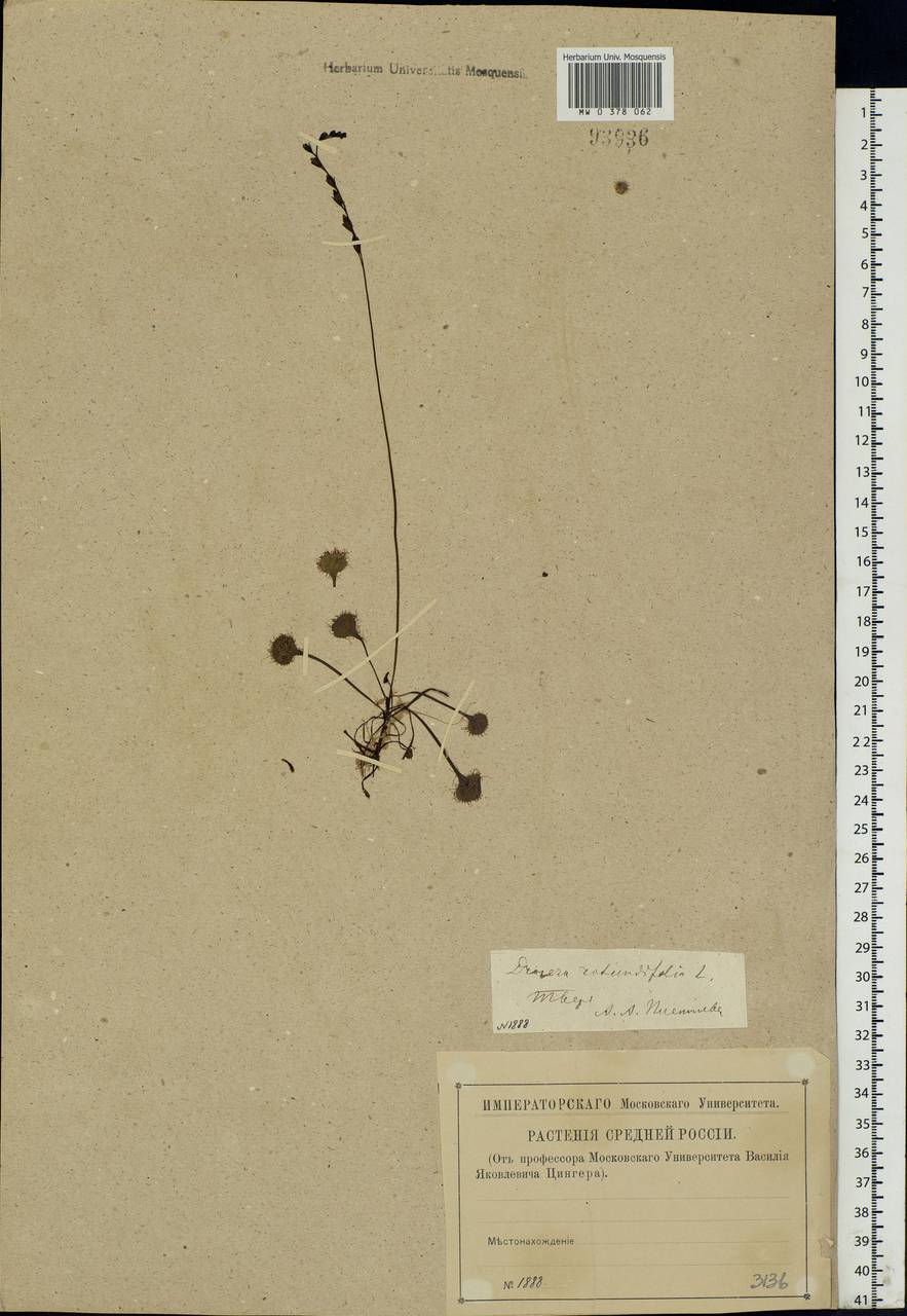 Drosera rotundifolia L., Eastern Europe, North-Western region (E2) (Russia)