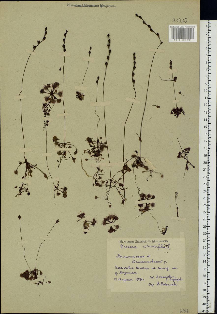 Drosera rotundifolia L., Eastern Europe, North-Western region (E2) (Russia)