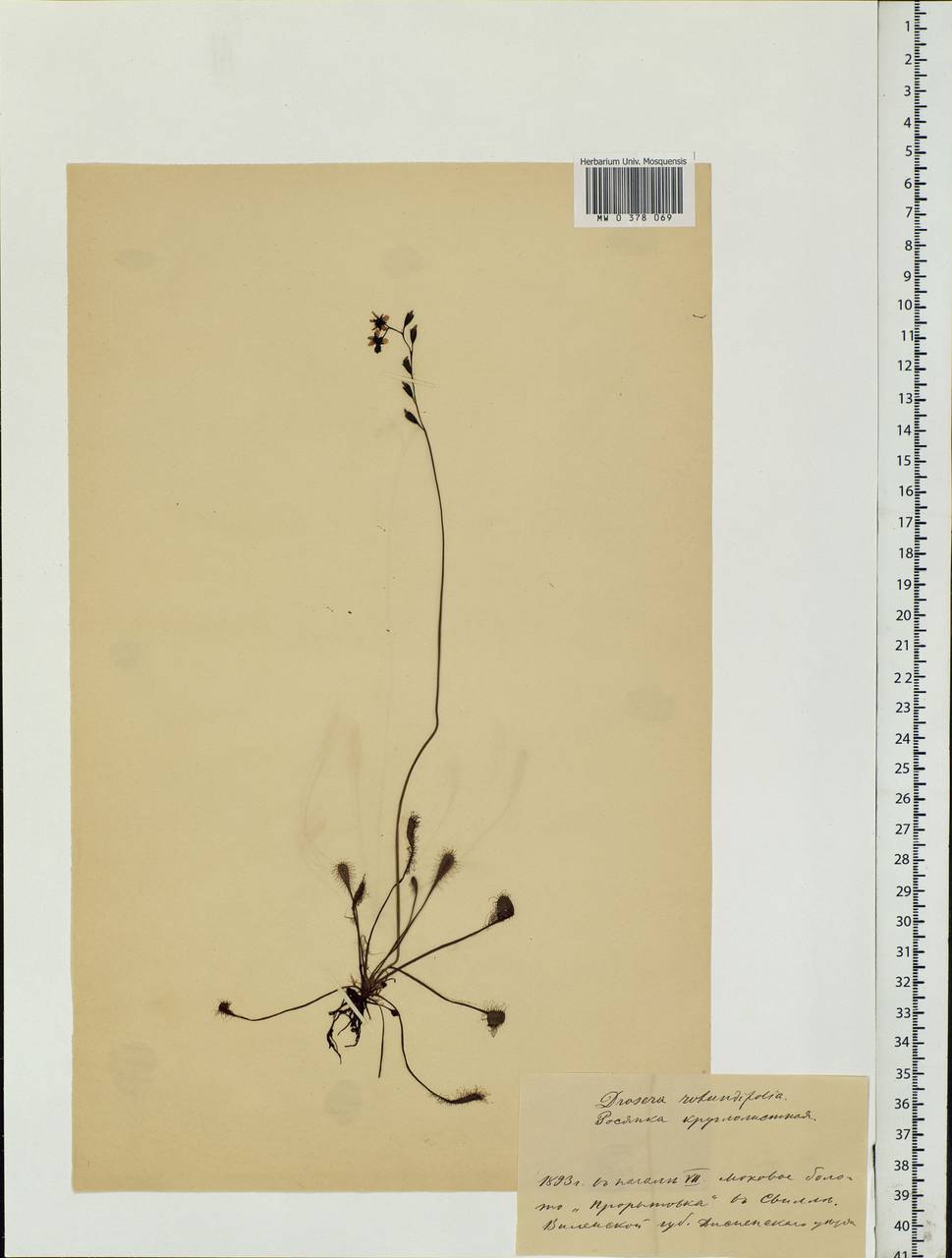 Drosera rotundifolia L., Eastern Europe, Belarus (E3a) (Belarus)