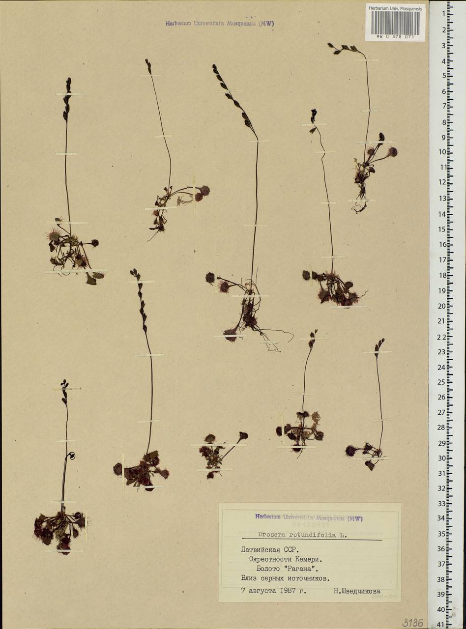 Drosera rotundifolia L., Eastern Europe, Latvia (E2b) (Latvia)