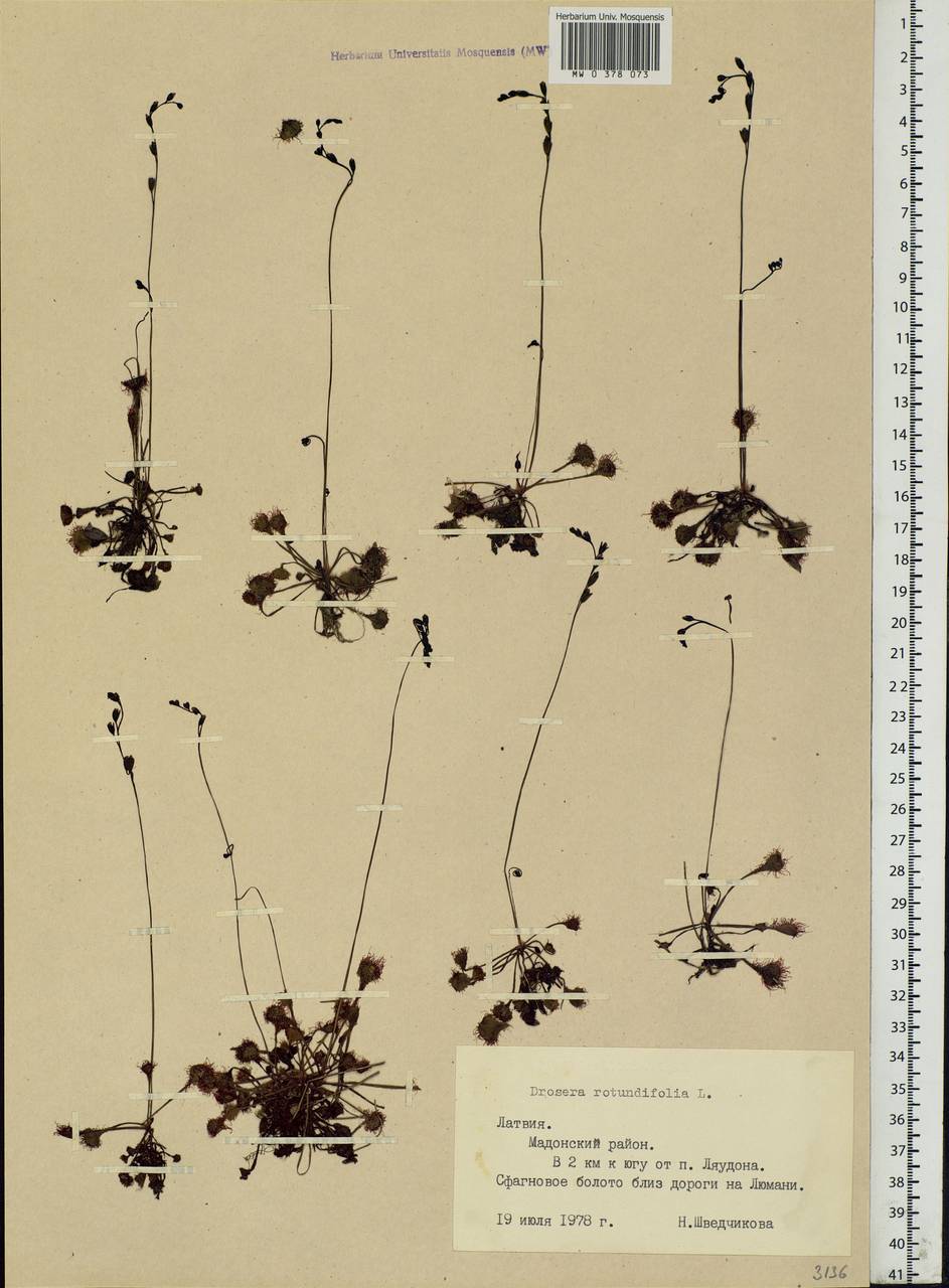 Drosera rotundifolia L., Eastern Europe, Latvia (E2b) (Latvia)