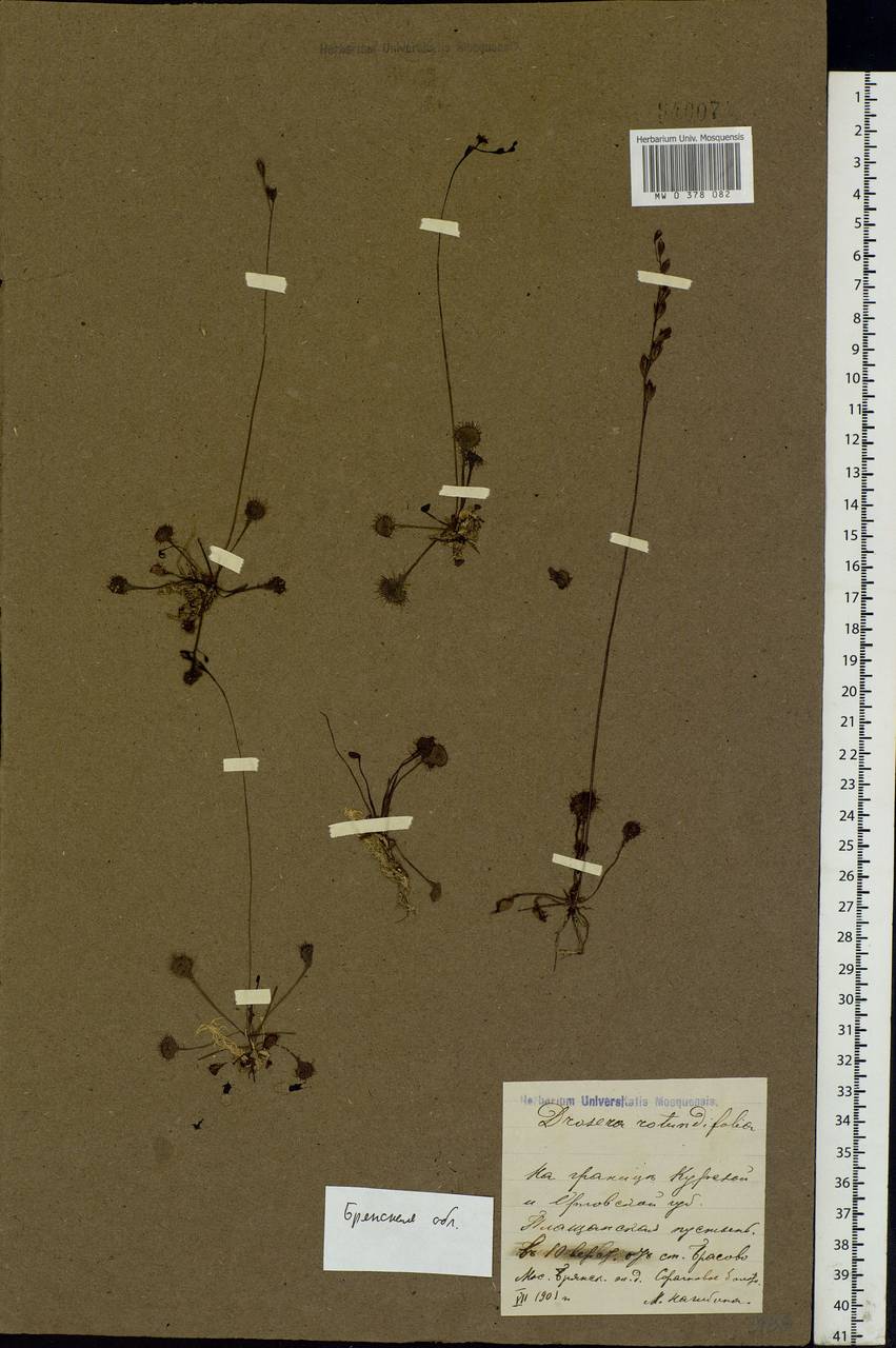 Drosera rotundifolia L., Eastern Europe, Western region (E3) (Russia)