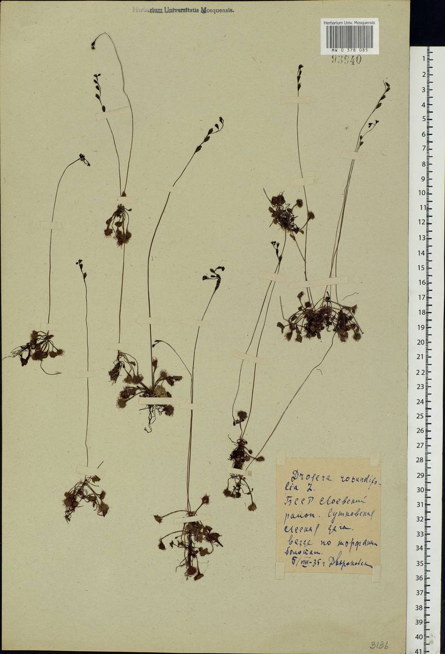 Drosera rotundifolia L., Eastern Europe, Belarus (E3a) (Belarus)